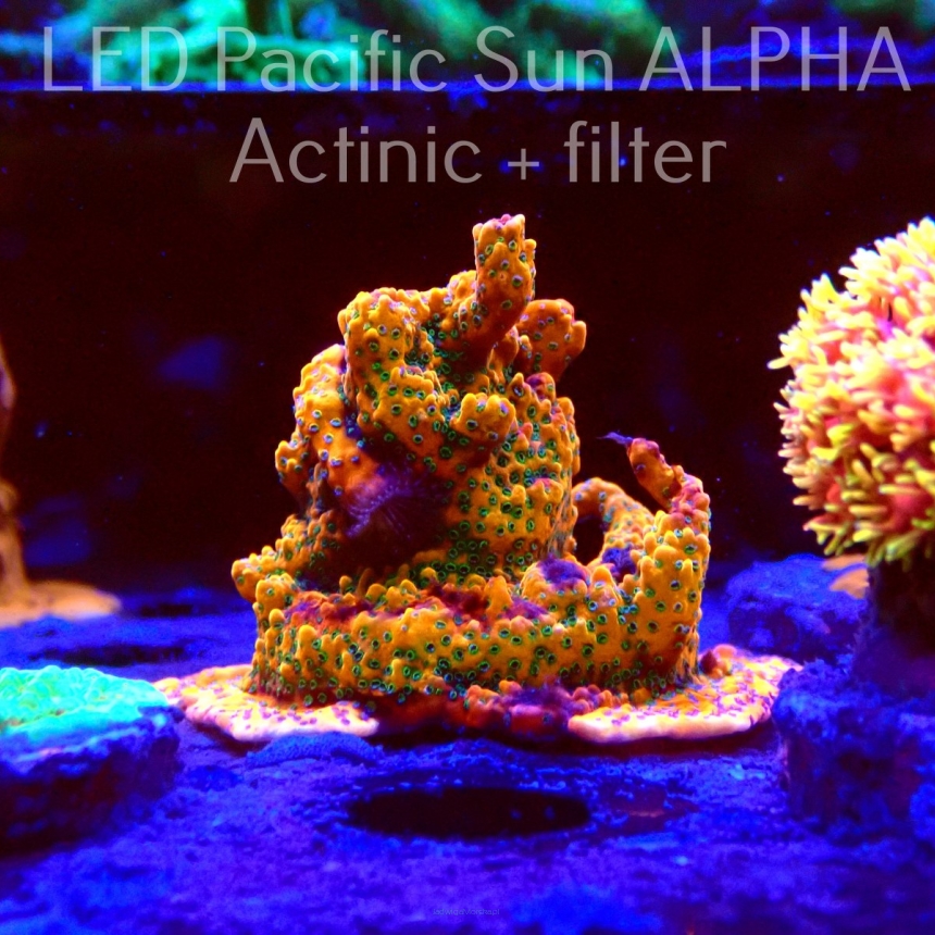 Montipora GOLD RUSH (15.06.2022) MM4-I-13  4cm