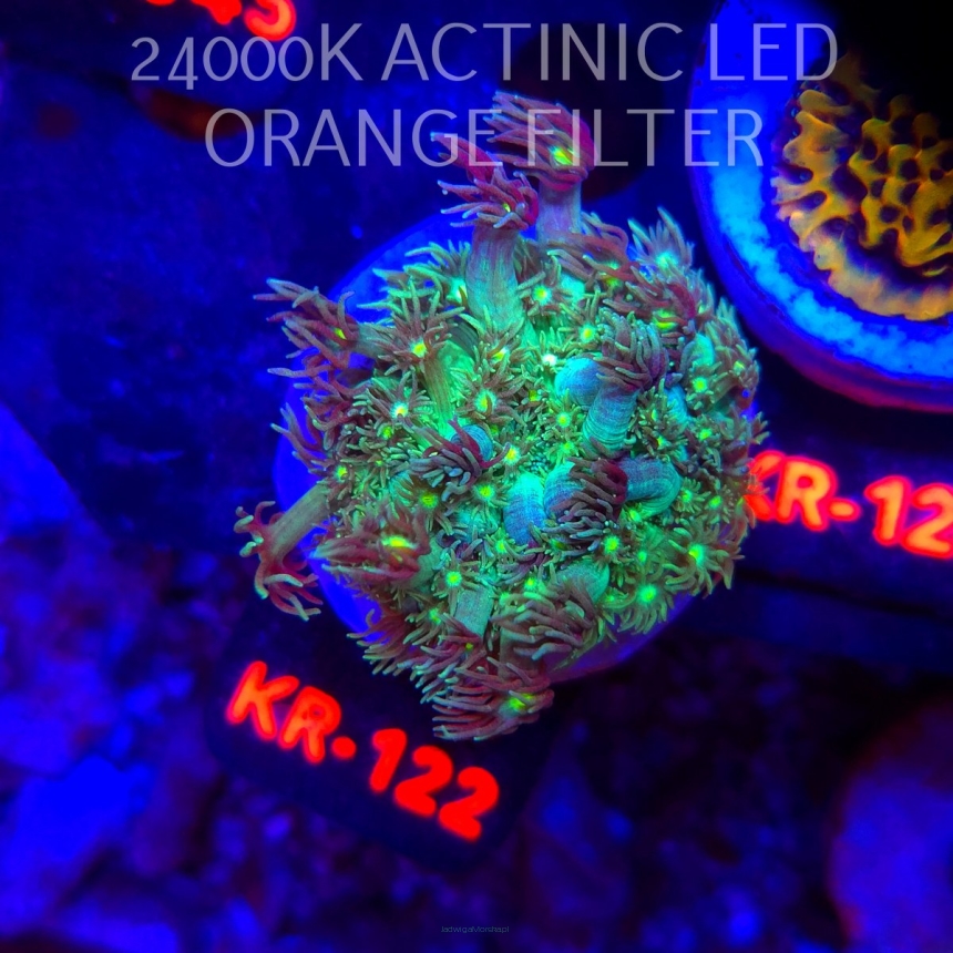 Goniopora GREEN-BLUE LONG POLYP (01.02.2026) KR-122  4cm
