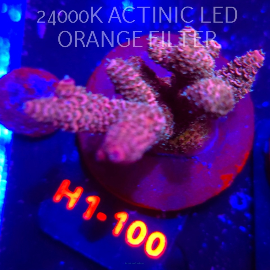 Acropora MILLEPORA PINK FUSION (04.02.2026) H1-100  7cm