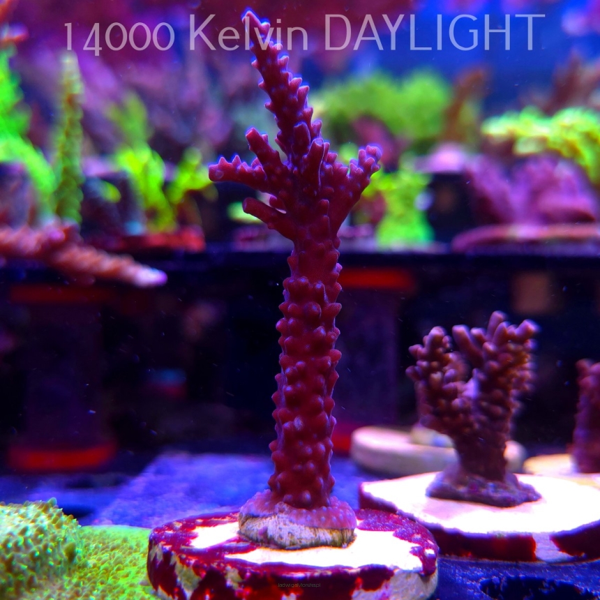 Acropora formosa BLUE JEANS (19.06.2025) L3-I-25  9cm