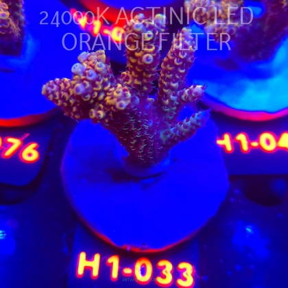 Acropora cytherea GOLD CORAL SEA (25.10.2025) H1-033  6cm