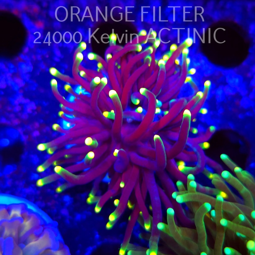   Euphyllia glabrescens RASTA TORCH (20.06.2025)