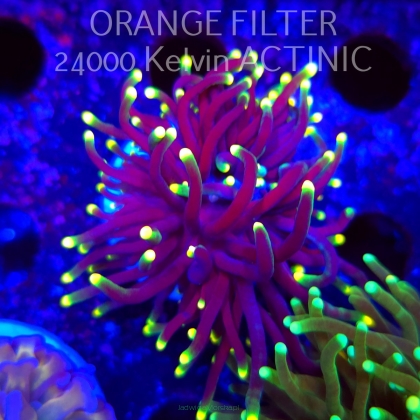  Euphyllia glabrescens RASTA TORCH (20.06.2025)