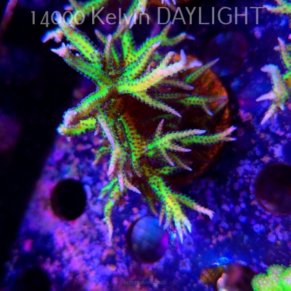 Seriatopora hystrix YELLOW (18.05.2025)  8cm