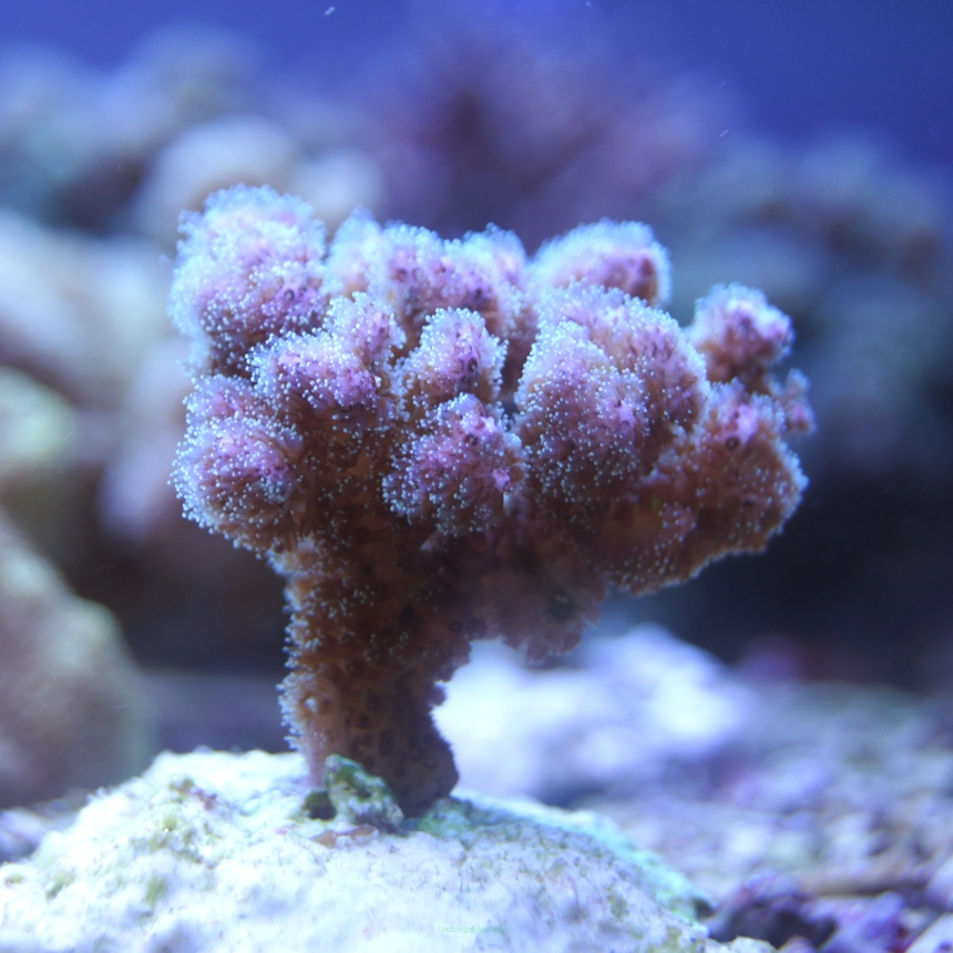 Pocillopora elegans