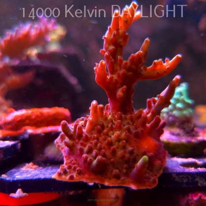 Acropora granulosa (08.04.2025) MM6-I-34  7cm