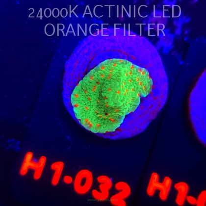 Montipora CHILI PEPPER (02.02.2026) H1-032  2cm