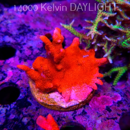 Montipora digitata RED (18.05.2025)  5cm