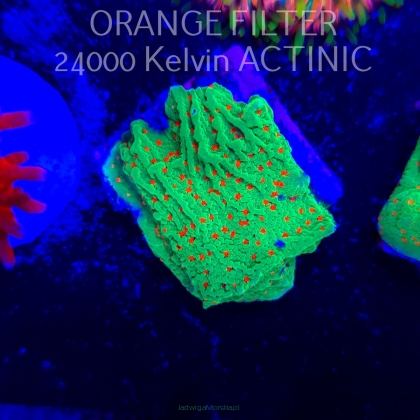 Montipora CHILI PEPPER (13.06.2025)  3cm