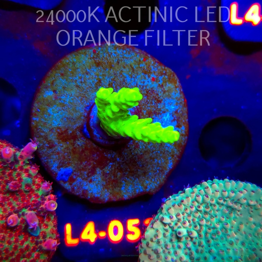 Acropora sp. PREMIUM AUSTRALIA (06.01.2026) L4-053  4cm