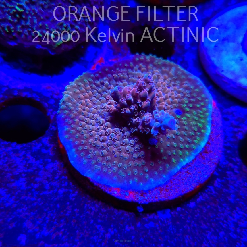 Acropora Jason Fox B33 BOMBER Acro (21.06.2025) L4-II-23  5cm