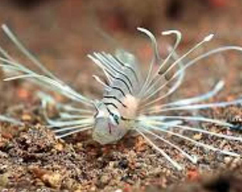 Pterois volItans skrzydlica (Ognica Pstra, Motyl Morski) 4cm