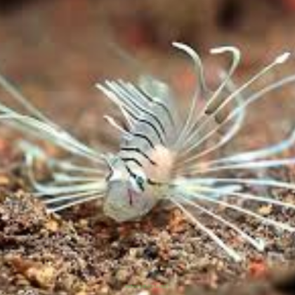 Pterois volItans skrzydlica (Ognica Pstra, Motyl Morski) 4cm