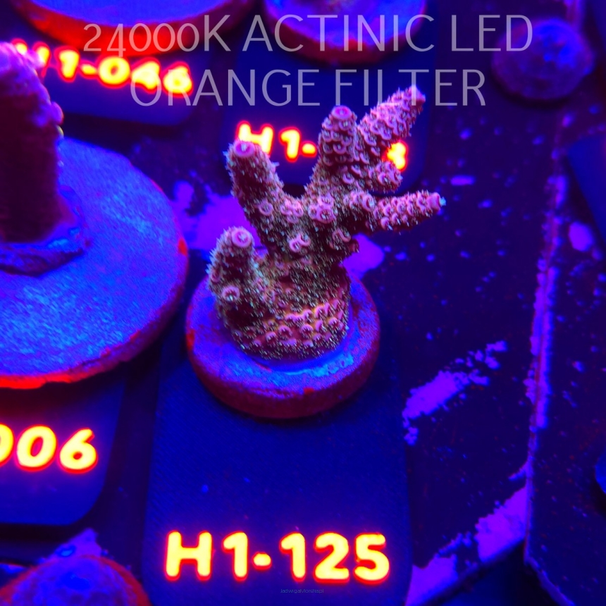 Acropora HYACINTHUS RAINBOW (02.02.2026) H1-125  4cm