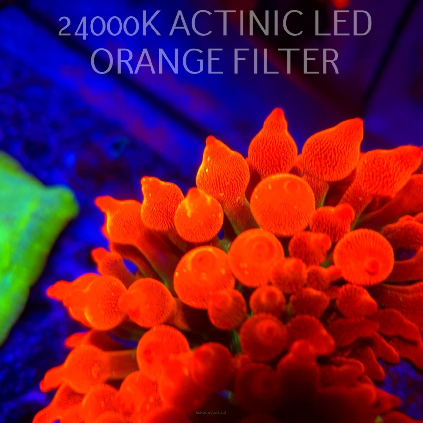 Entacmaea quadricolor RAINBOW SUNBURST (06.03.2026) XL