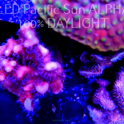 Blue Ridge Coral - Heliopora coerulea - Blue Fire Coral (19.02.2023) 6cm