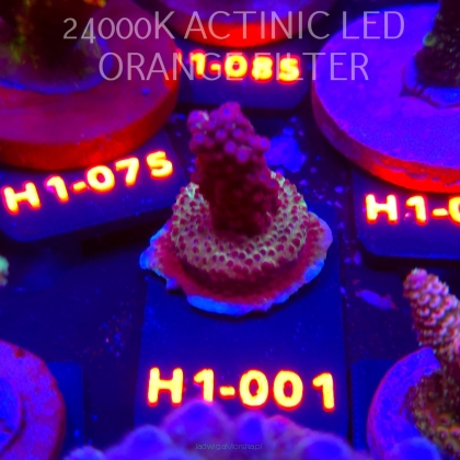 Acropora CHERRY BLOSSOM (02.02.2026) H1-001  3cm