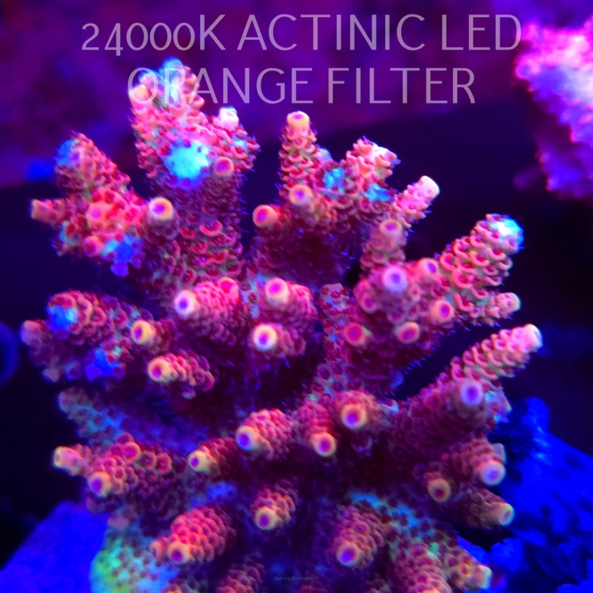 Acropora HYACINTHUS CORALSEA (07.02.2026)  8cm