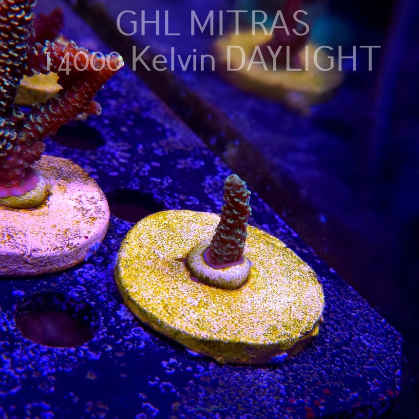 Acropora millepora BLUE (20.02.2025) L4-III-32  3cm