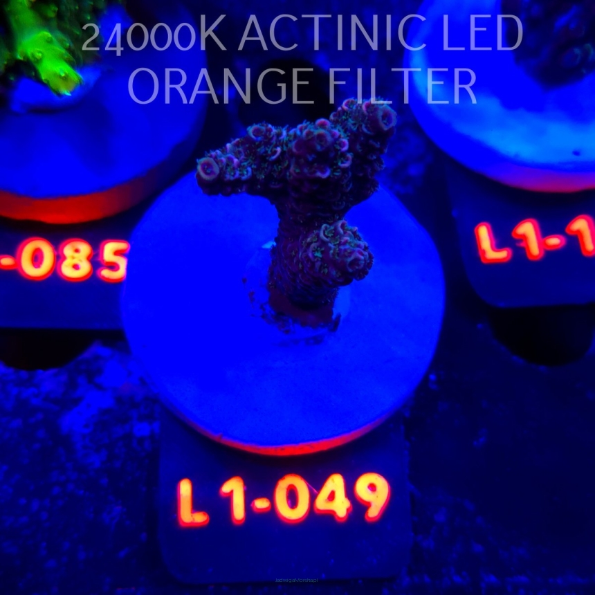 Acropora MILLEPORA PINK (11.10.2025) L1-049  5cm