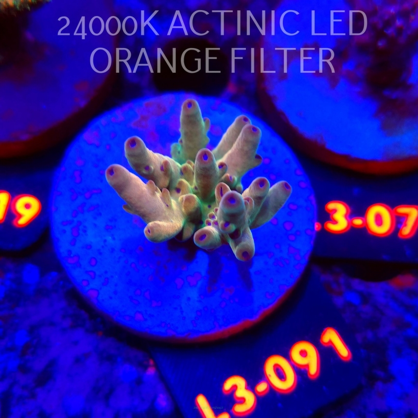 Acropora LORIPES FIJI GOLD (05.01.2026) L3-091  4cm