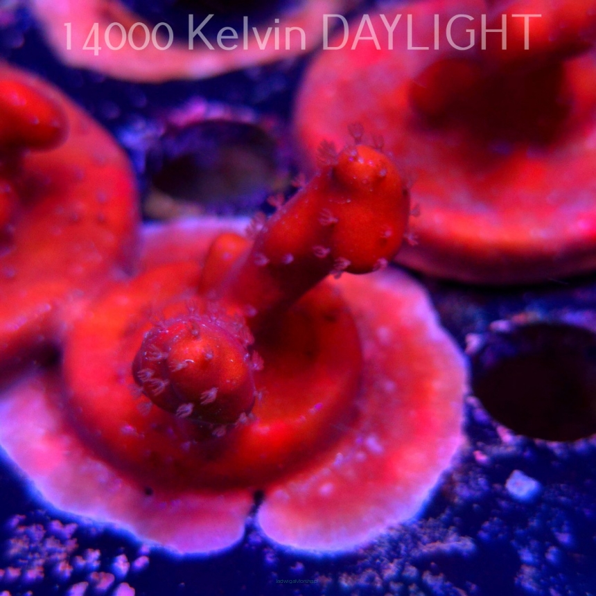 Blue Ridge Coral - Heliopora coerulea - Blue Fire Coral (06.05.2025)  5cm