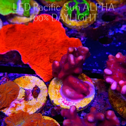 Blue Ridge Coral - Heliopora coerulea - Blue Fire Coral (02.05.2024) 6cm