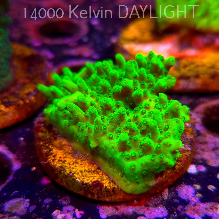 Acropora WWC Castells Banana (06.04.2025) MM6-III-27  6cm