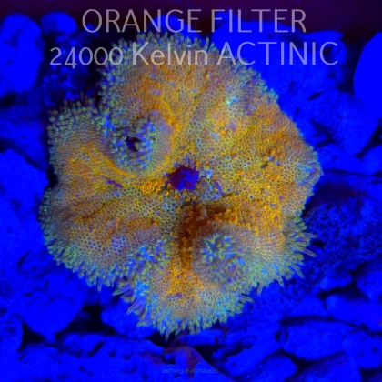 Stichodactyla TAPETUM Mini-Maxi Carpet Anemone ORANGE (01.06.2025)  5cm