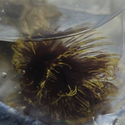 Sabellastarte sp. BLACK-YELLOW SPECIAL
