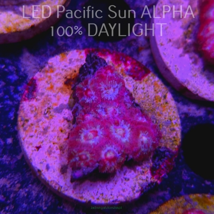 Acanthastrea lordhowensis RED + BLUE RINGS (11.08.2024)  3cm