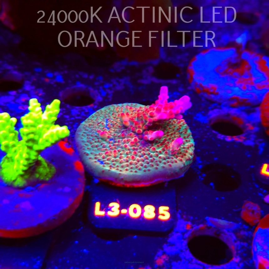 Acropora  sp. PREMIUM AUSTRALIA (05.01.2026) L3-085  5cm