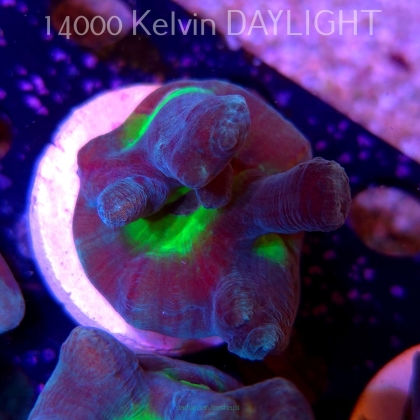 Pectinia alcicornis TYE DYE (03.06.2025)  5cm
