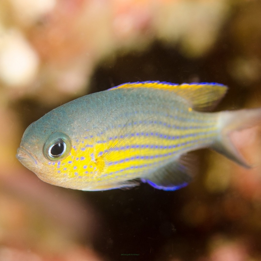 Chromis vanderbilti rozmiar 3-4 cm