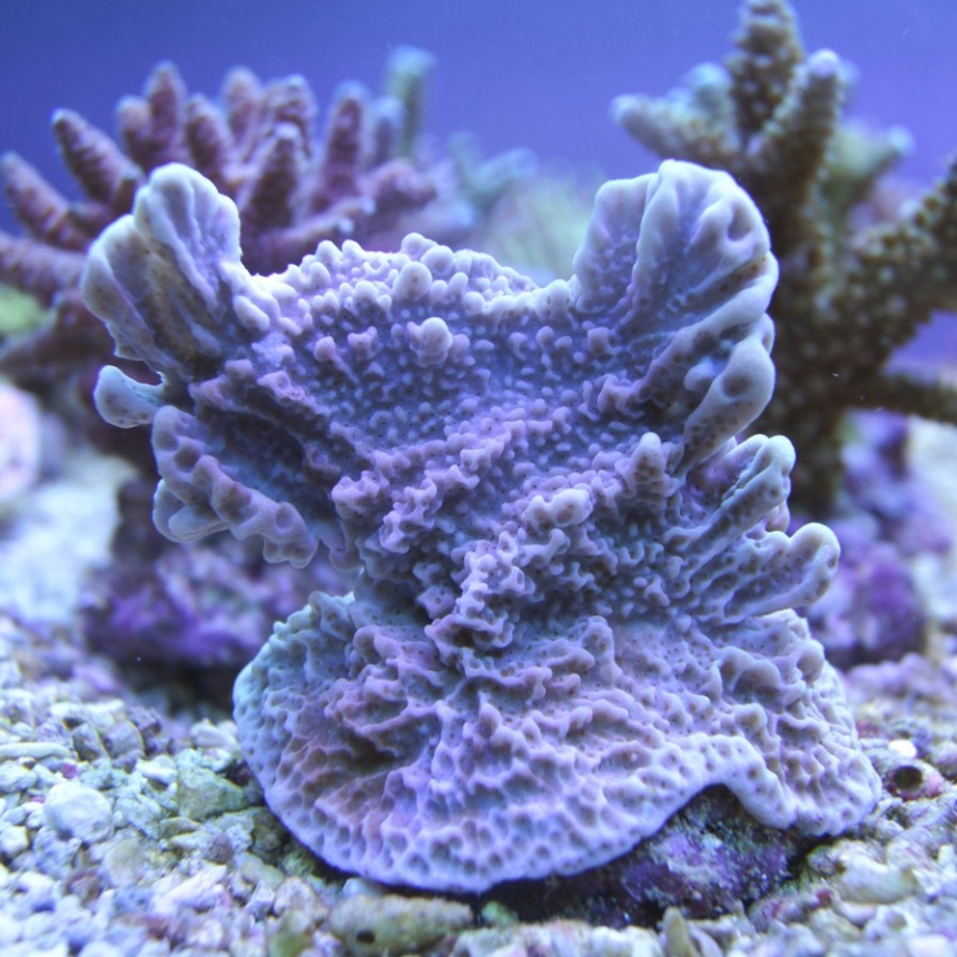 Montipora sp. JAKARTA