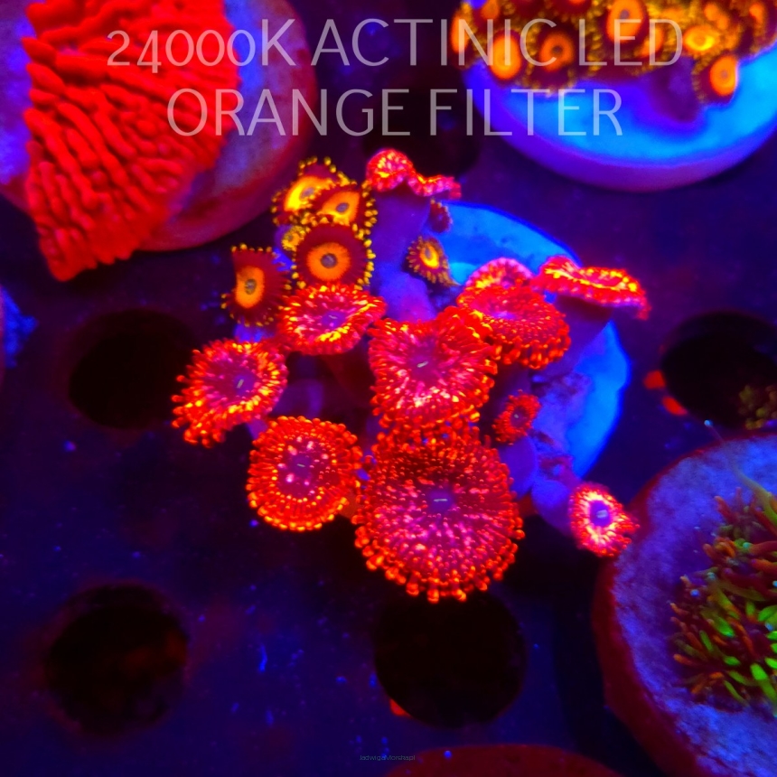 Zoanthus UTTER CHAOS + YELLOW SUBMARINE (03.03.2026)   10+6P