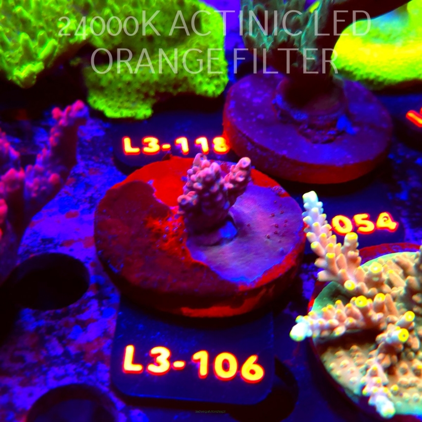 Acropora sp. AUSTRALIA (05.01.2026) L3-106  2cm