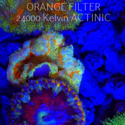 Stichodactyla TAPETUM Mini-Maxi Carpet Anemone RAINBOW (01.06.2025)  5cm