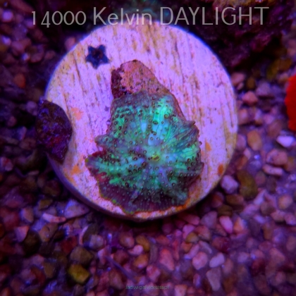Discosoma sp. JAWBREAKER (03.06.2025)  3cm