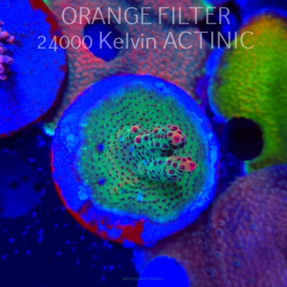 Acropora RED PLANET (20.02.2025) L4-I-37  4cm