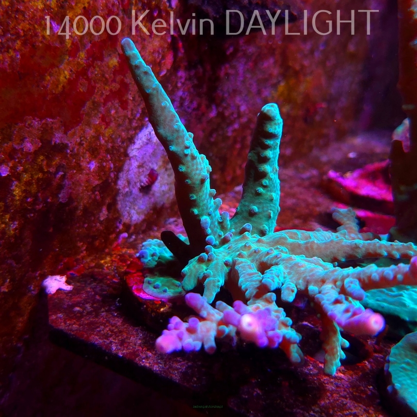 Acropora sp. AUSTRALIA (08.05.2025) MM1-II-1  10cm
