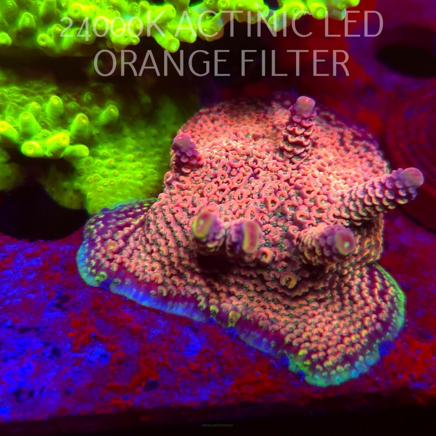 Acropora spathulata PINK PASSION (06.11.2025) MM1-III-11  5cm