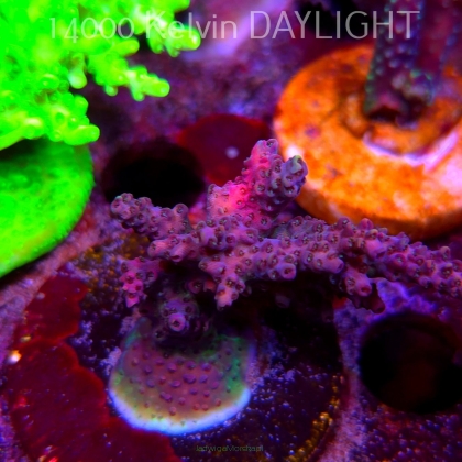 Acropora sp. AUSTRALIA (09.05.2025) MM1-III-11  5cm