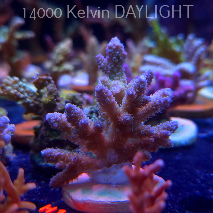 Acropora MILLEPORA RAINBOW (16.10.2025) H1-039  6cm