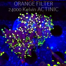 Euphyllia yaeyamaensis YELLOW (02.04.2025)