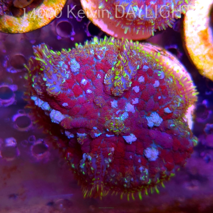 Rhodactis WWC OG Bounce Mushroom (03.06.2025)  5cm