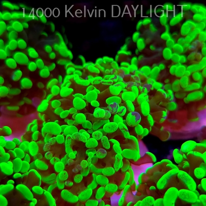 Euphyllia paraancora GREEN HOLOGRAM HAMMER (01.04.2025)