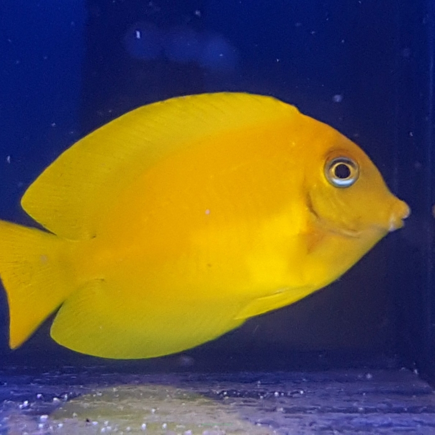 Acanthurus pyroferus rozmiar 7-8 cm (Filipiny)