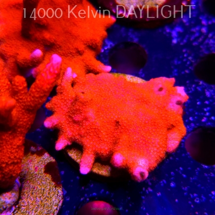 Montipora digitata RED (18.05.2025)  5cm