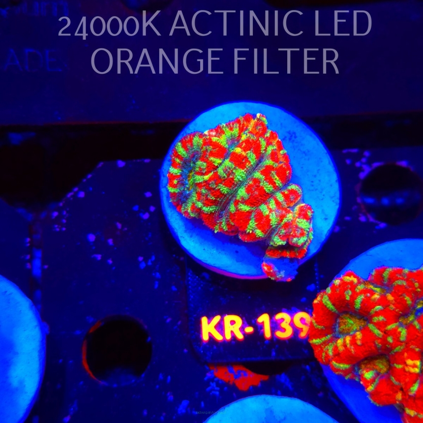 Acanthastrea lordhowensis CHRISTMAS ACAN (03.01.2026) KR-139  5cm